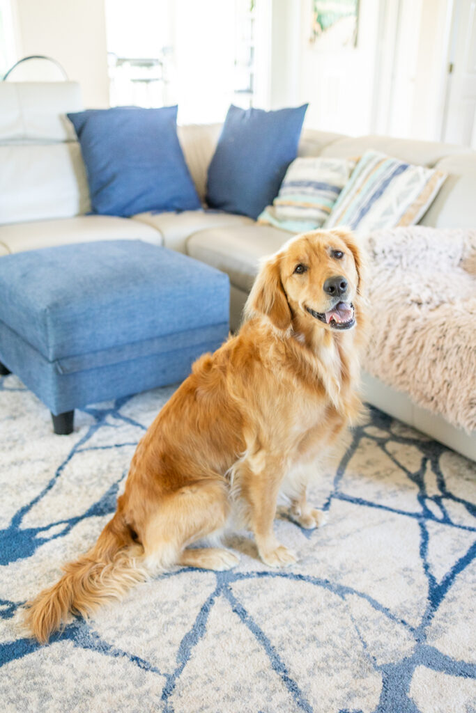 adorable golden retriever during family photos at home