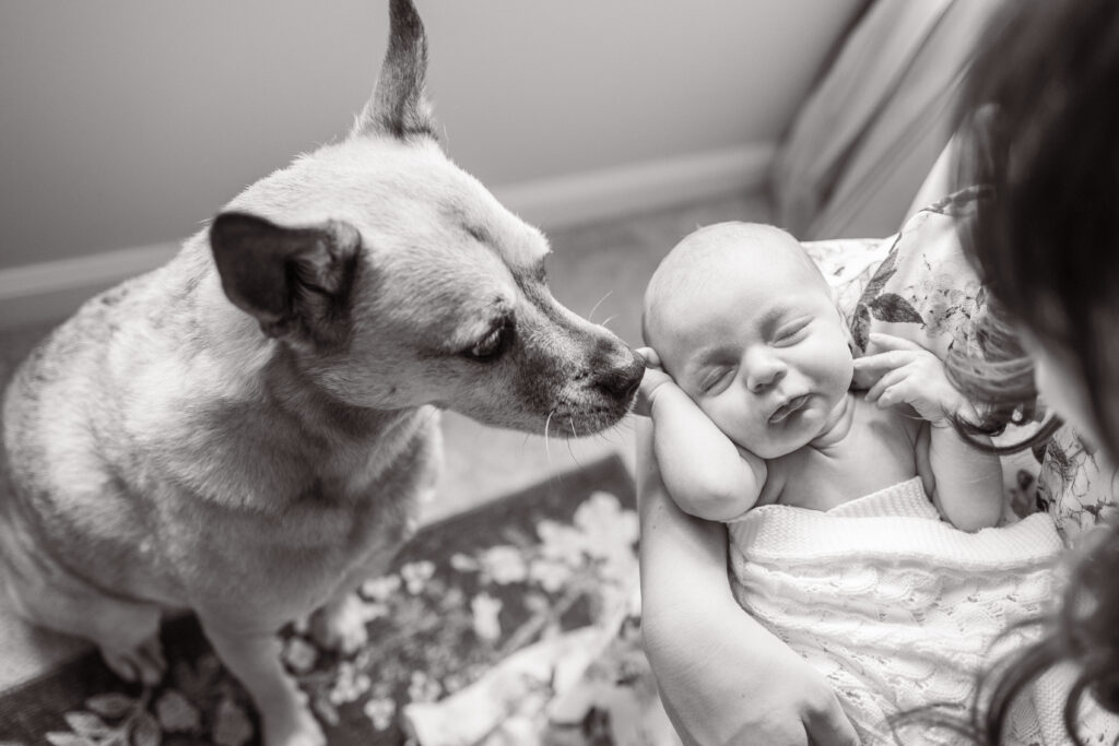 black and white photo of a baby and a dog during Newborn Photos