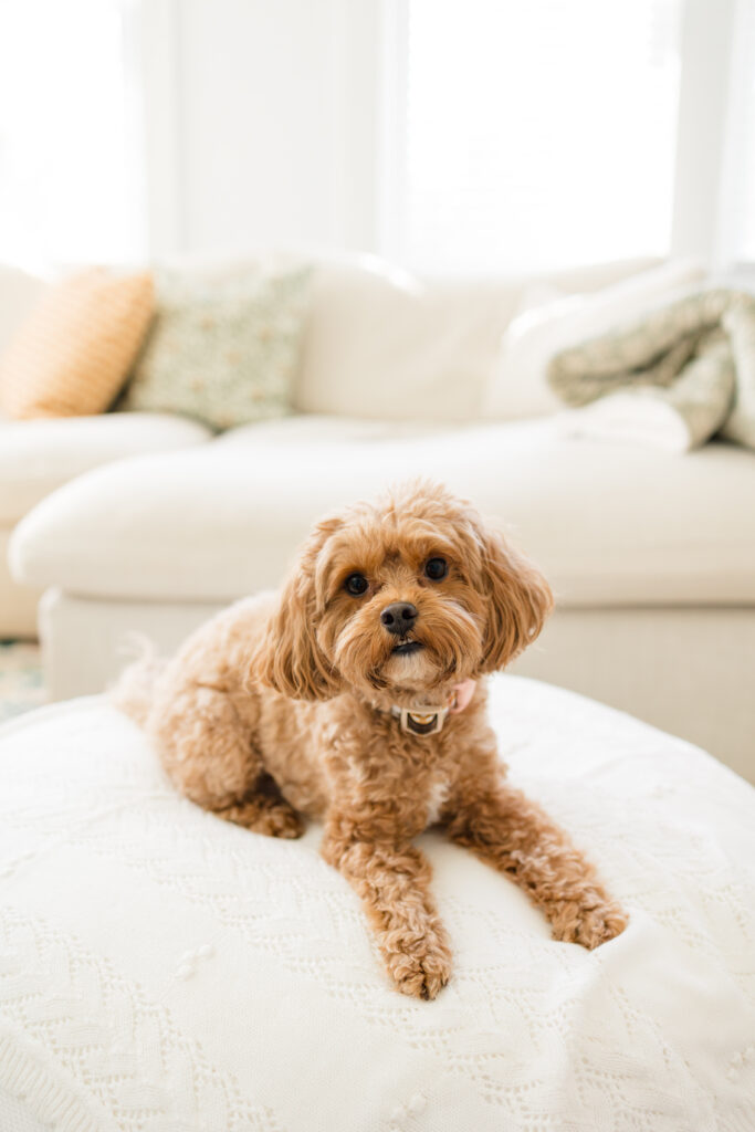 portrait of a dog sitting on a newborn posing beanbag 